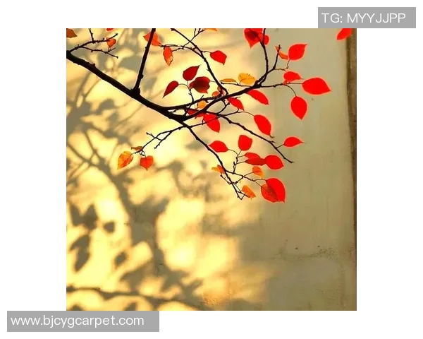 探索光影世界的奥秘：从基础摄影技巧到创意表现的全面指南